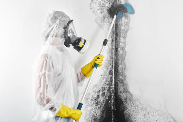 Environmental Consulting for Mold Prevention in Rector, AR