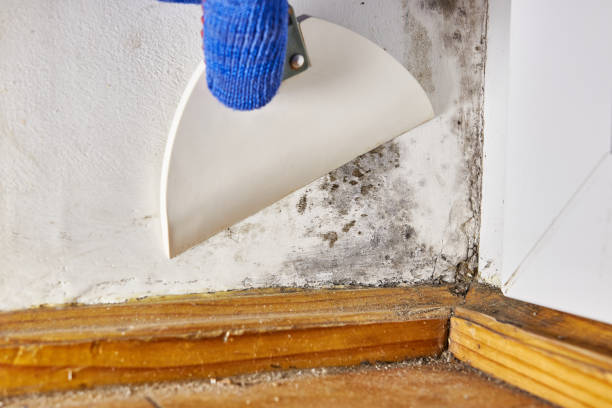 Best Mold Prevention Services  in Rector, AR