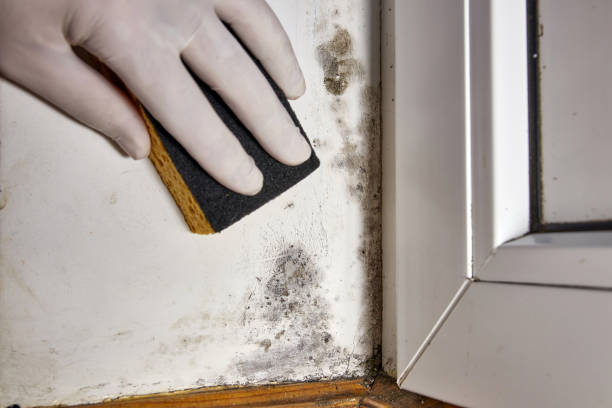Best Biohazard Mold Removal  in Rector, AR